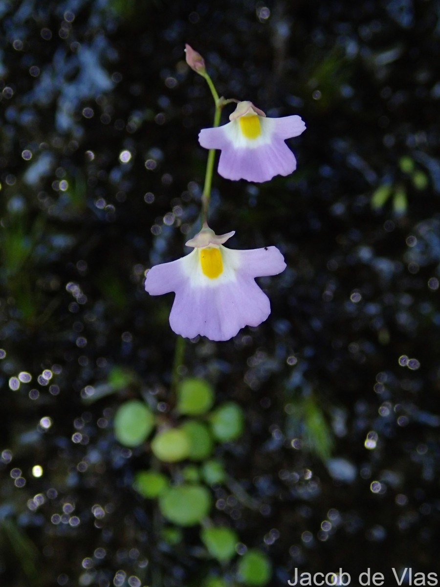 Utricularia striatula Sm.